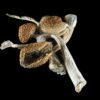 Aztec Gods *Mushrooms*