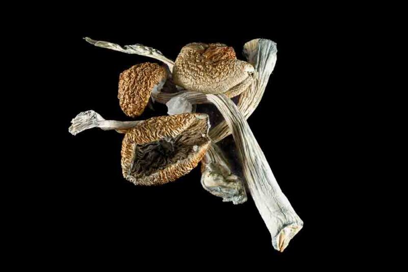 Aztec Gods *Mushrooms*