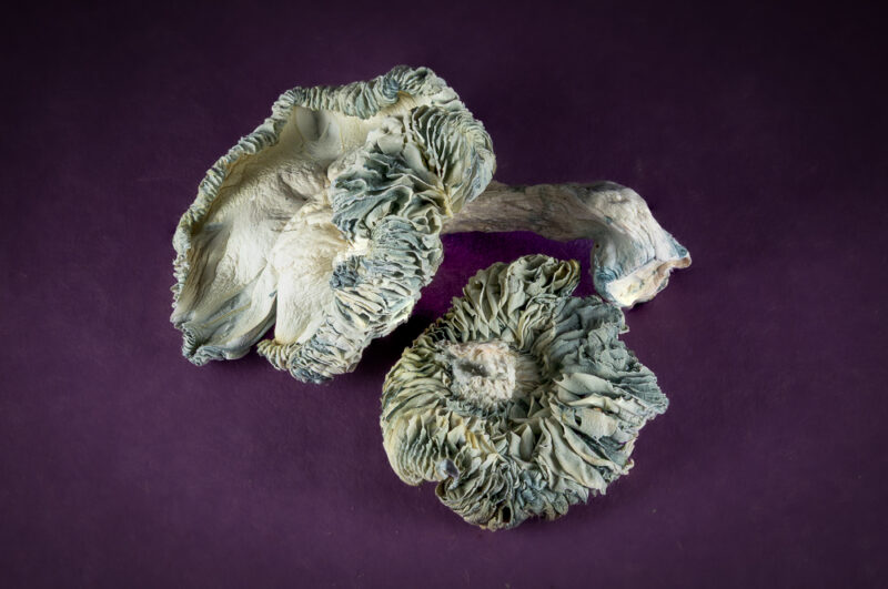 Albino  *Mushrooms*